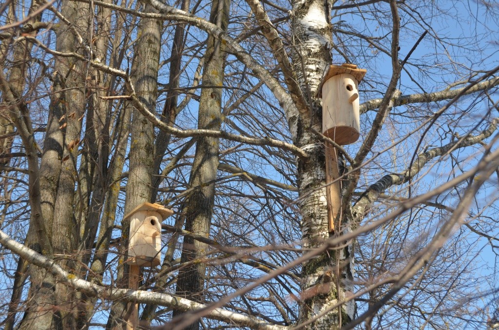 Абсолютно все домики уже заселены пернатыми. Абсолютно все домики уже заселены пернатыми.jpg