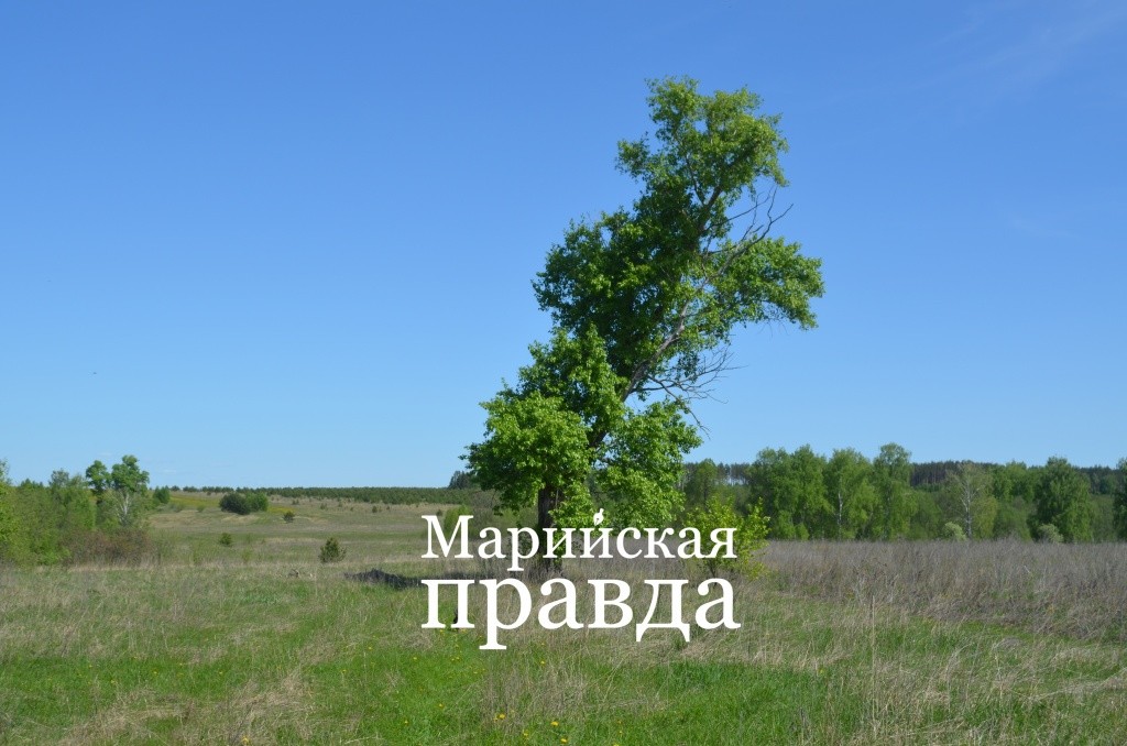 Этот мощный тополь не смогли свалить даже бульдозером..jpg