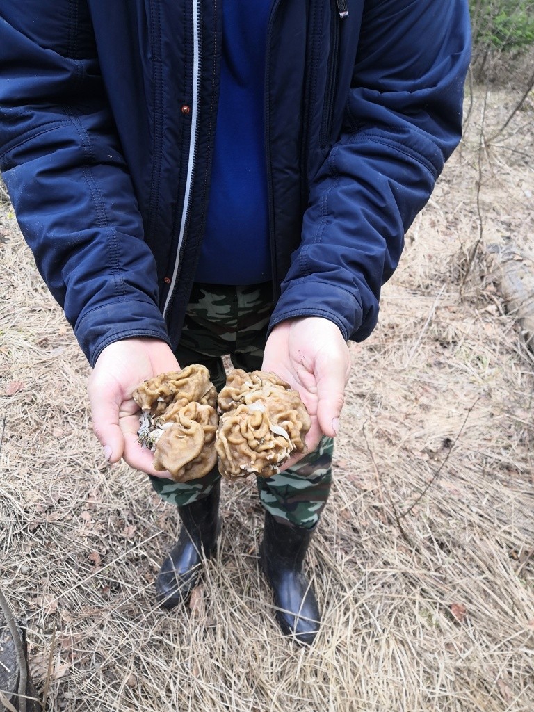 Сморчки пошли. Сморчки пошли.jpg