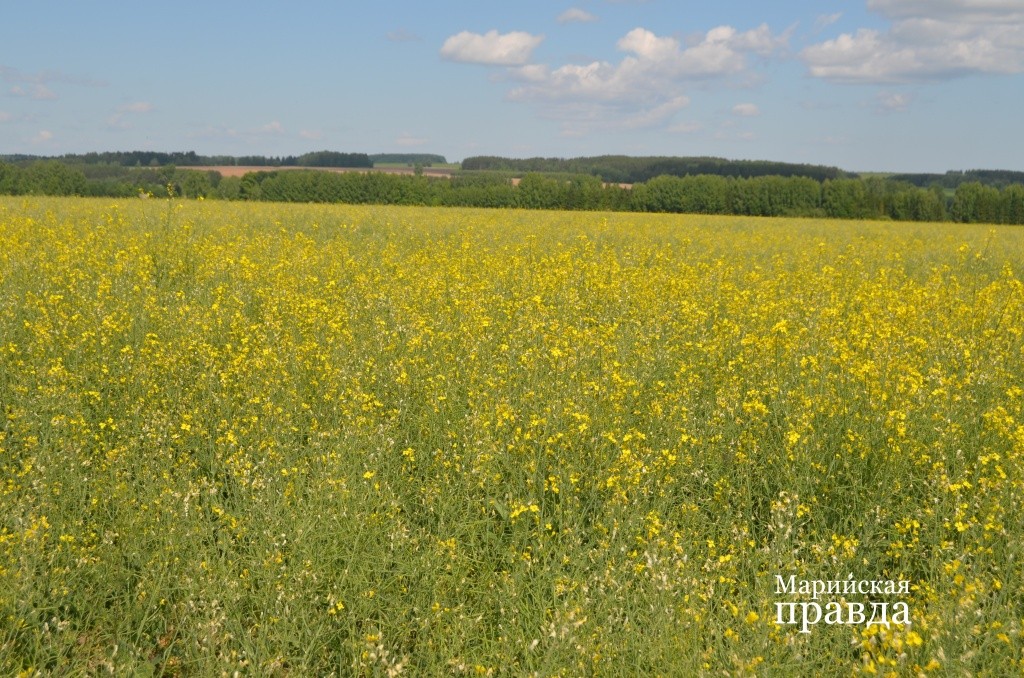 Яровой рапс популярная в последние годы техническая культура. Яровой рапс популярная в последние годы техническая культура 1.jpg