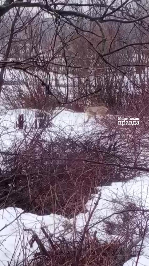 По деревне бродят несколько рысей..jpg