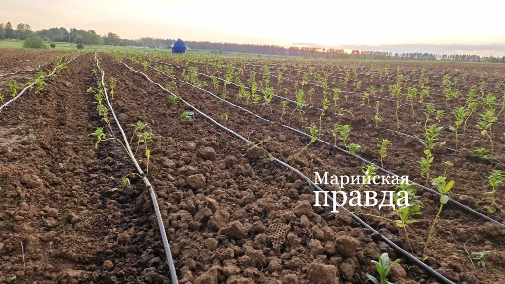 Для влаголюбивой мяты пришлось организовать капельный поли.jpg