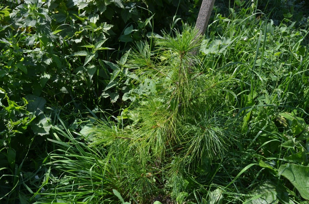 Восемь кедров разного возраста растут на усадьбе лесника. Восемь кедров разного возраста растут на усадьбе лесника.jpg