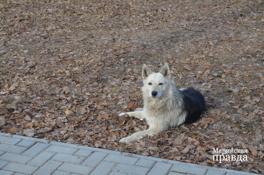 Вот этот любитель курятинки находится в центральном парке поселка вместе с хозяйкой, но без поводка и намордника ..jpg