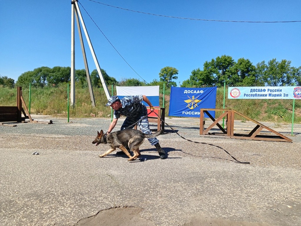День Фронтовой собаки.