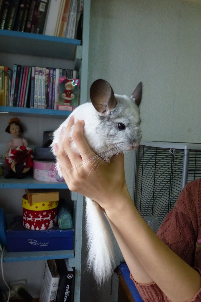 Шиншилла 1.JPG