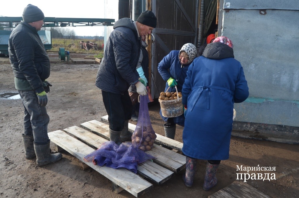 Перебранный и отсортированный картофель в сетках пойдет на реализацию 1.jpg