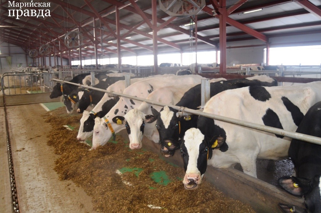 У буренок на молочном комплексе в Тушнуре отменное здоровье. У буренок на молочном комплексе в Тушнуре отменное здоровье1.jpg