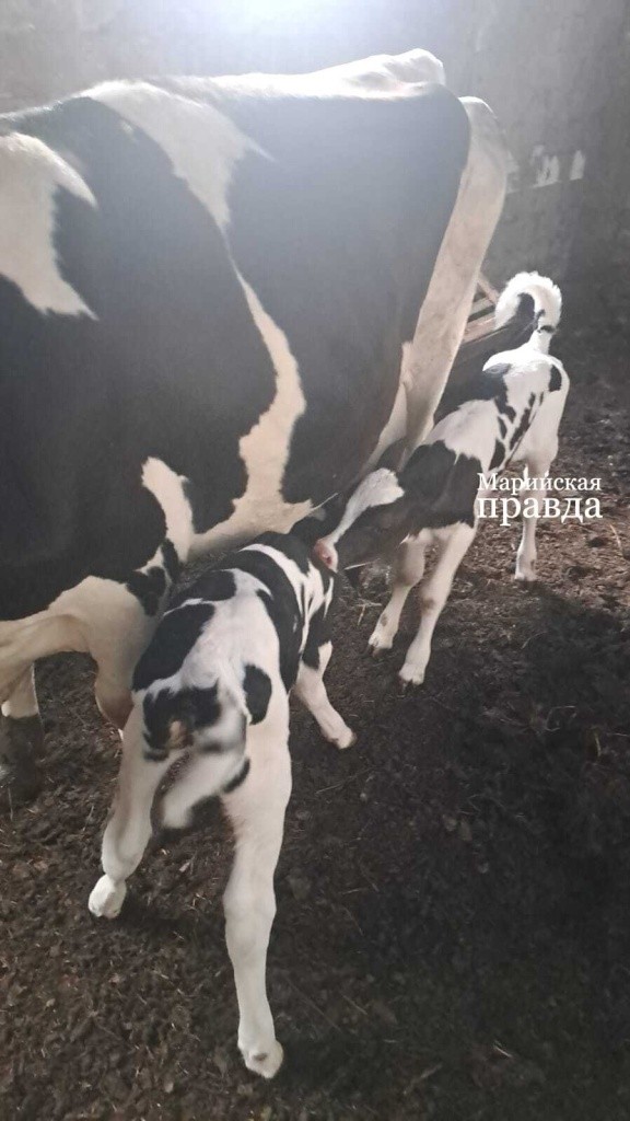 Уже на ферме, у малышек хороший аппетит 1.jpg