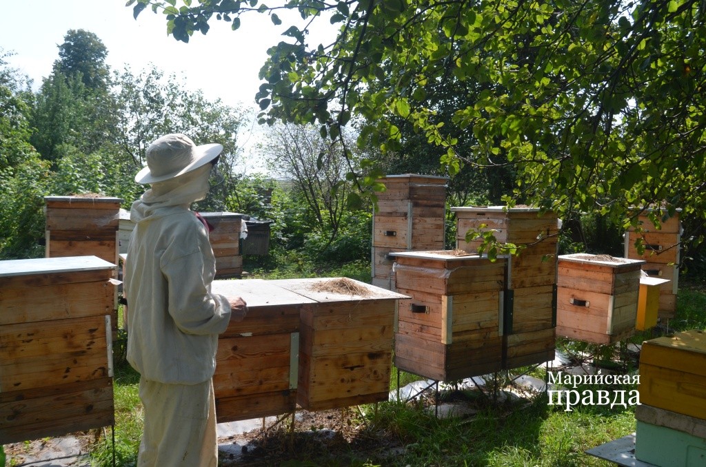 Наращивать пасеку пчеловод не планирует 1.jpg