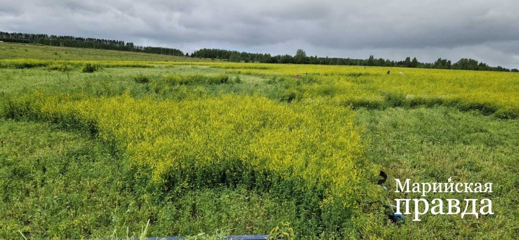 Пришло время сенокоса ароматных травок 1.jpg