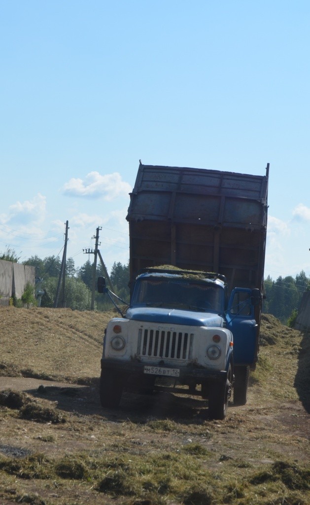 Впервые фермеыы смогут полностью обеспечить свое стадо силосом.jpg