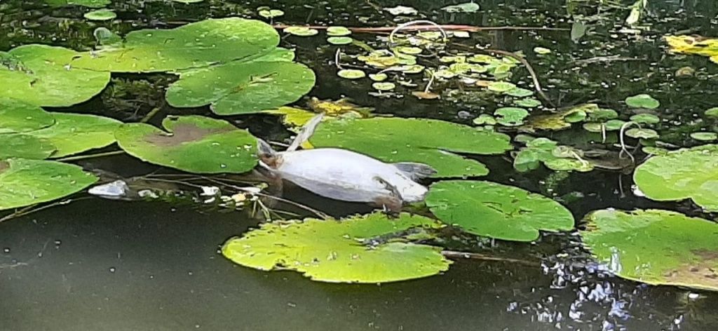 рыба в М.Кокшаге