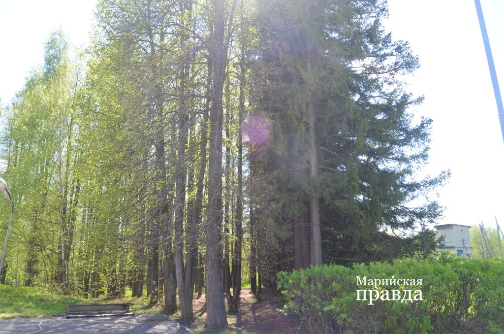 Эта аллея возле школы была посажена под руководством и при участии Василия Михайловича.jpg