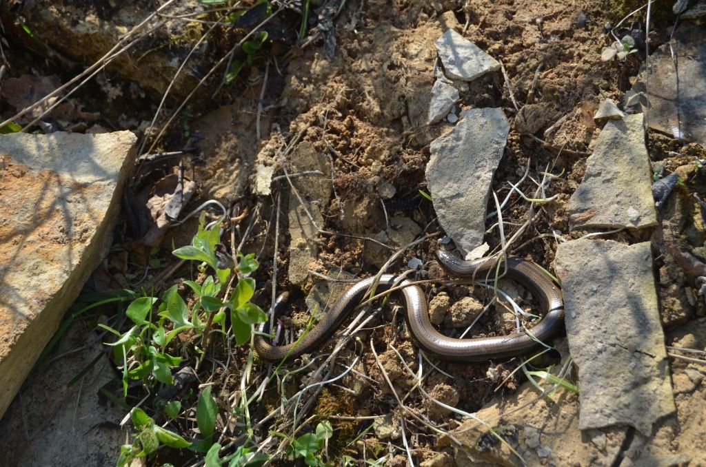 Эта змея пока невелика, но ведь вырастет.JPG