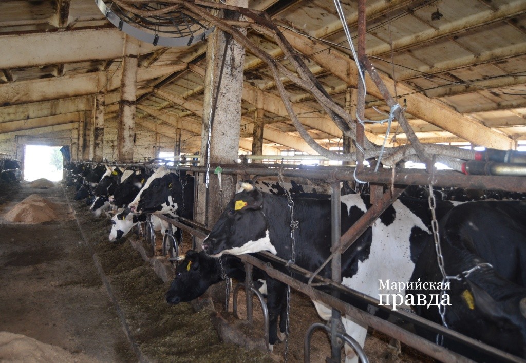 Буренки на ферме удоистые, на отдачу не скупятся. Буренки на ферме удоистые, на отдачу не скупятся..jpg