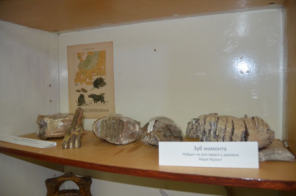 Зубы мамонтов найдены в том самом овраге. о котором шла речь.JPG