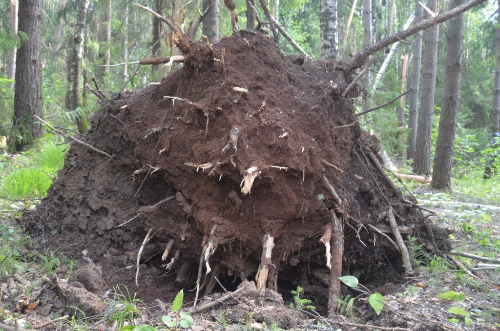 Некоторые деревья вырваны с корнем.JPG