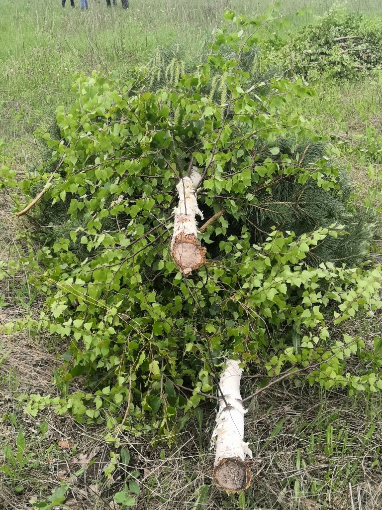 Вот эти березки были бы прекрасным кормом для шелковых гусениц.jpg