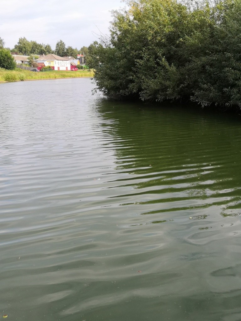 Поселковый пруд невелик. Поселковый пруд невелик.jpg