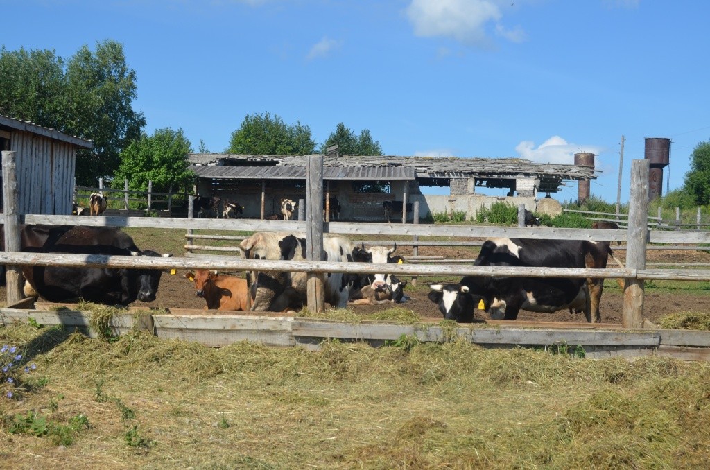 В такую жару коров не пасут, но выпускают на прогулку рядом с фермой.jpg