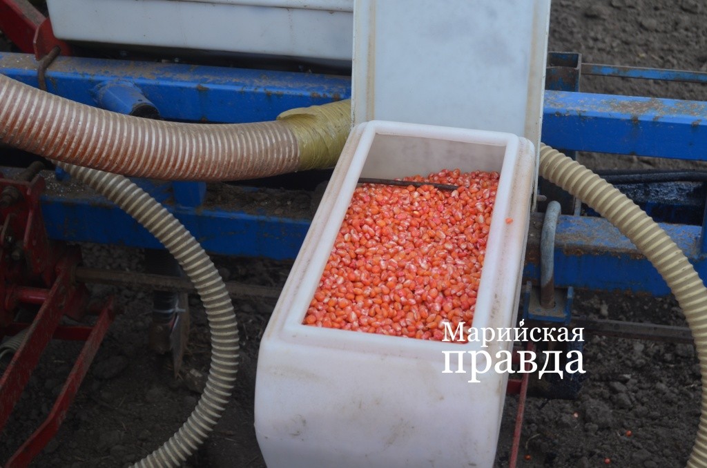 Семена кукурузы красные, потому что их обработали специальными протравителями против болезней и вредителей1.jpg