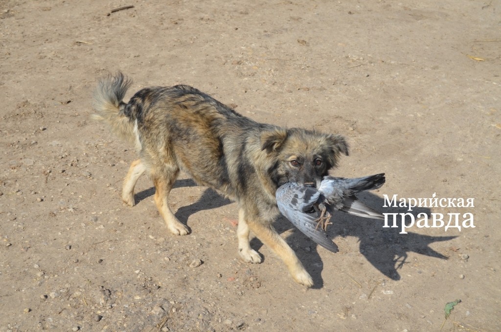 Бродяжки вынуждены сами себе добывать пропитание..jpg