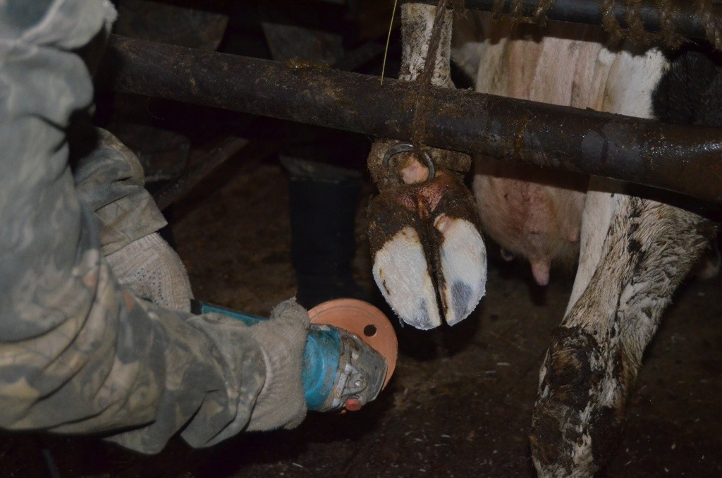 Педикюр коровам тоже делают весной.JPG