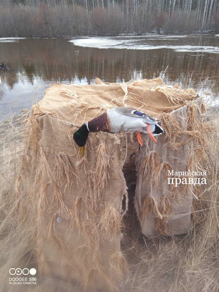 Этот селезень купился на подставную утку..jpg