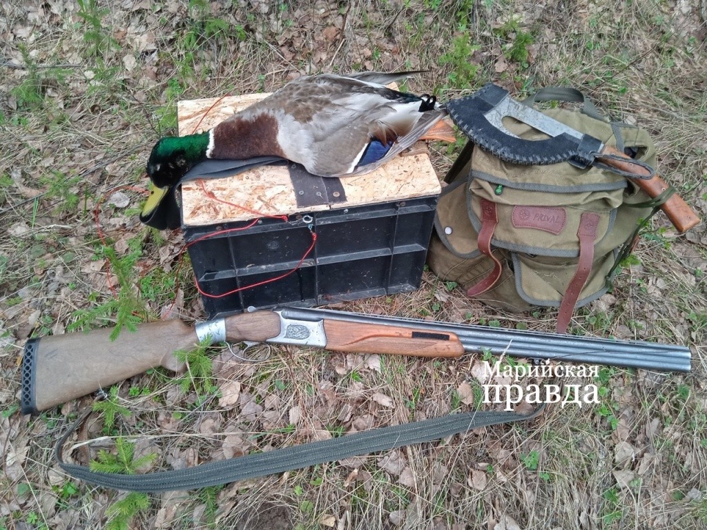 Этот селезень купился на утку-приманку. Этот селезень купился на утку-приманку 1.jpg