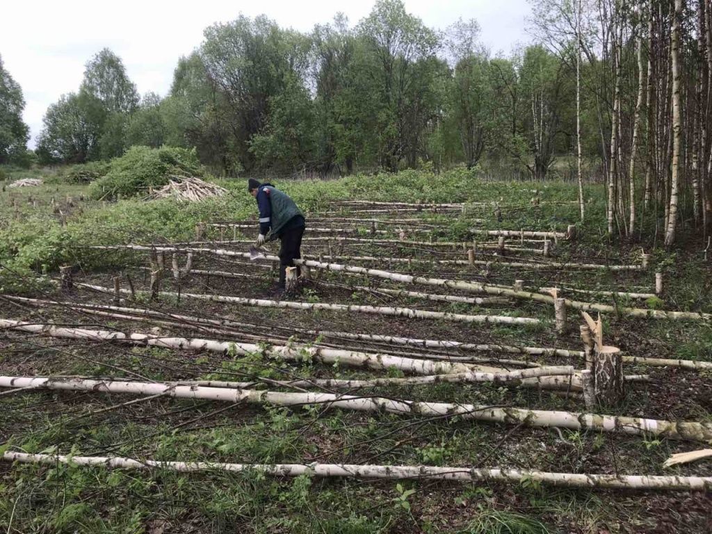 Вот что представляло собой заброшенное поле в колхозе Знамя. Сейчас здесь посеяны озимые.jpg