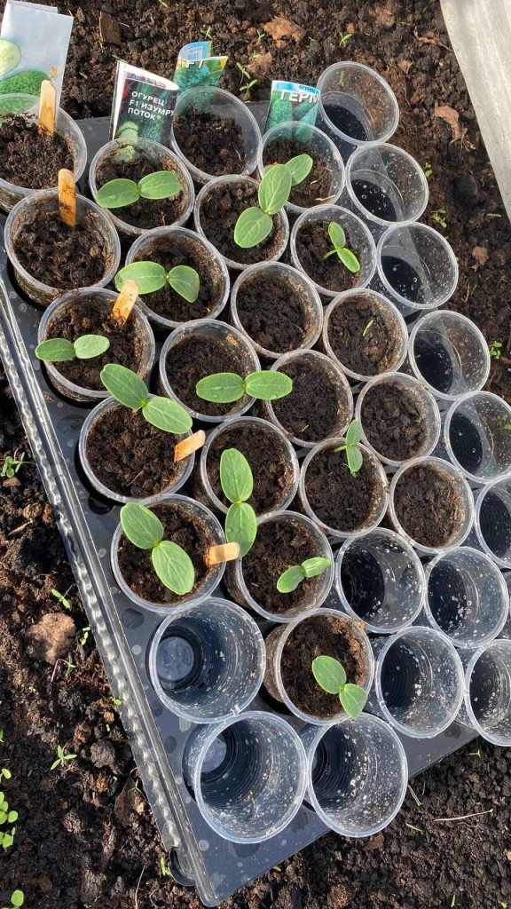 Огурцы на подоконнике