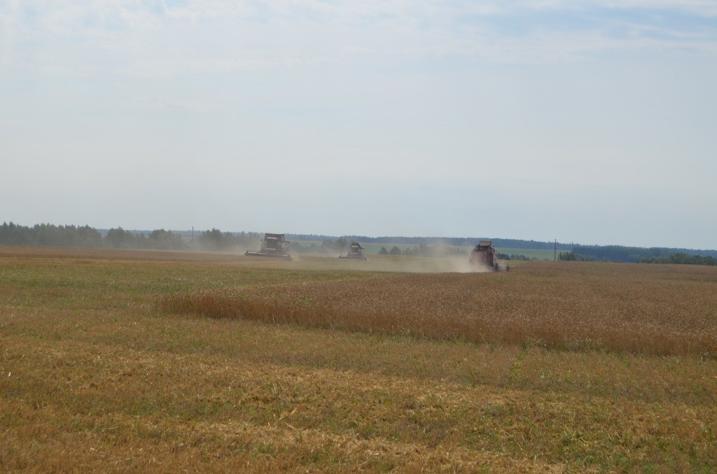 В поле трудились сразу четыре зерноуборочных комбайна.JPG