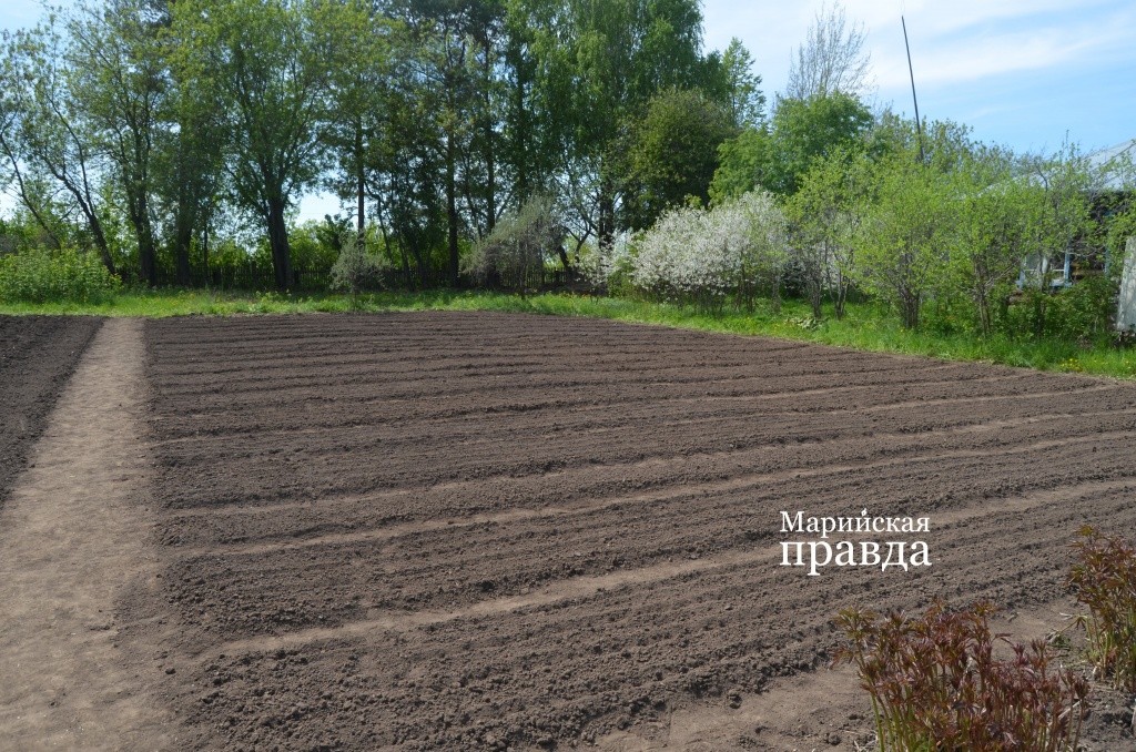 На грядках посажены все виды овощей..jpg