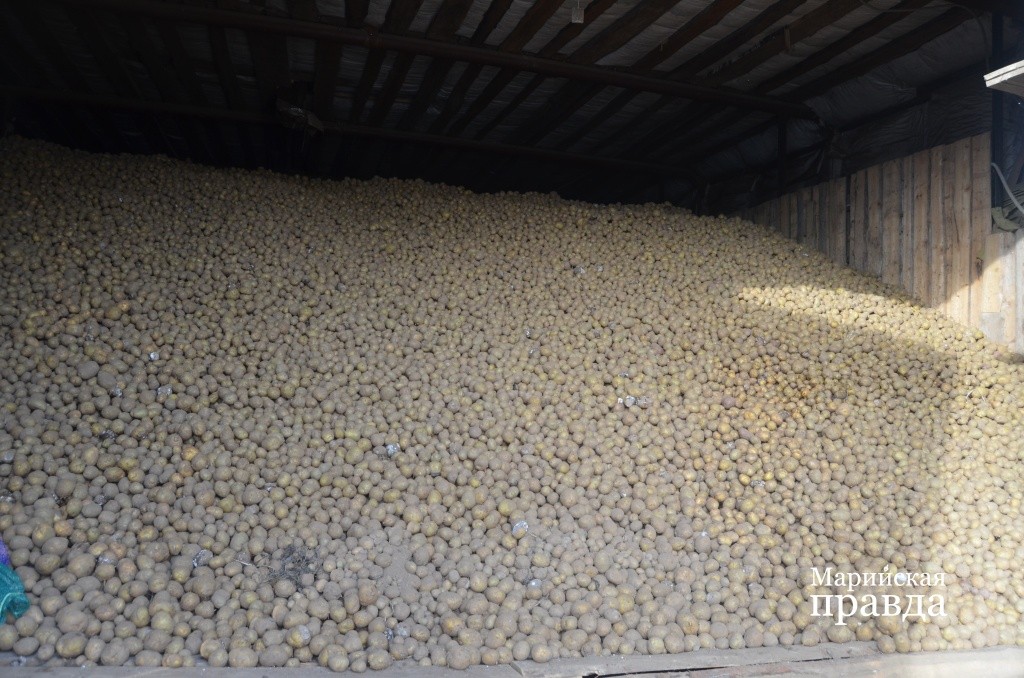 Фермеры научились получать картошку независимо от капризов погоды 1.jpg