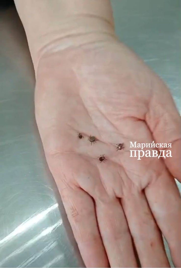 Клещ может быть переносчиком сразу нескольких заболеваний 1.jpg