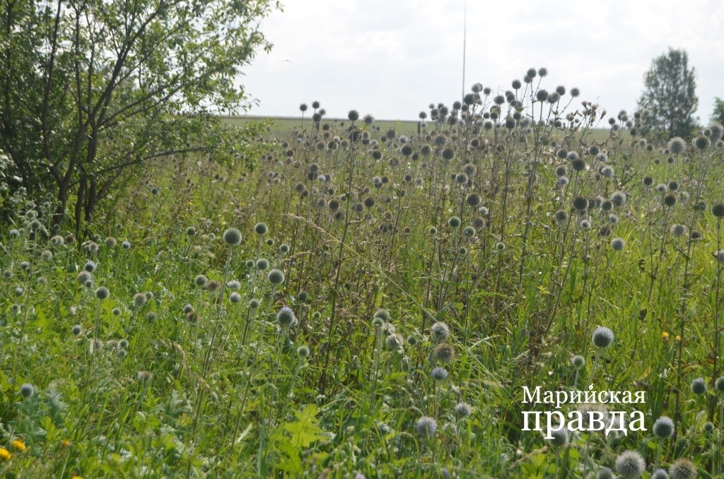 Шароголовый мордовник, который я встретил у пчеловода, редкий в наших краях, но очень эффективный медонос 1.jpg