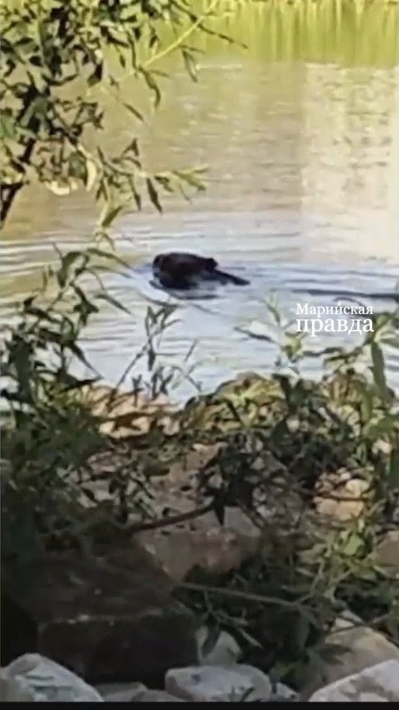 Тот самый бобр. Тот самый бобр..jpg