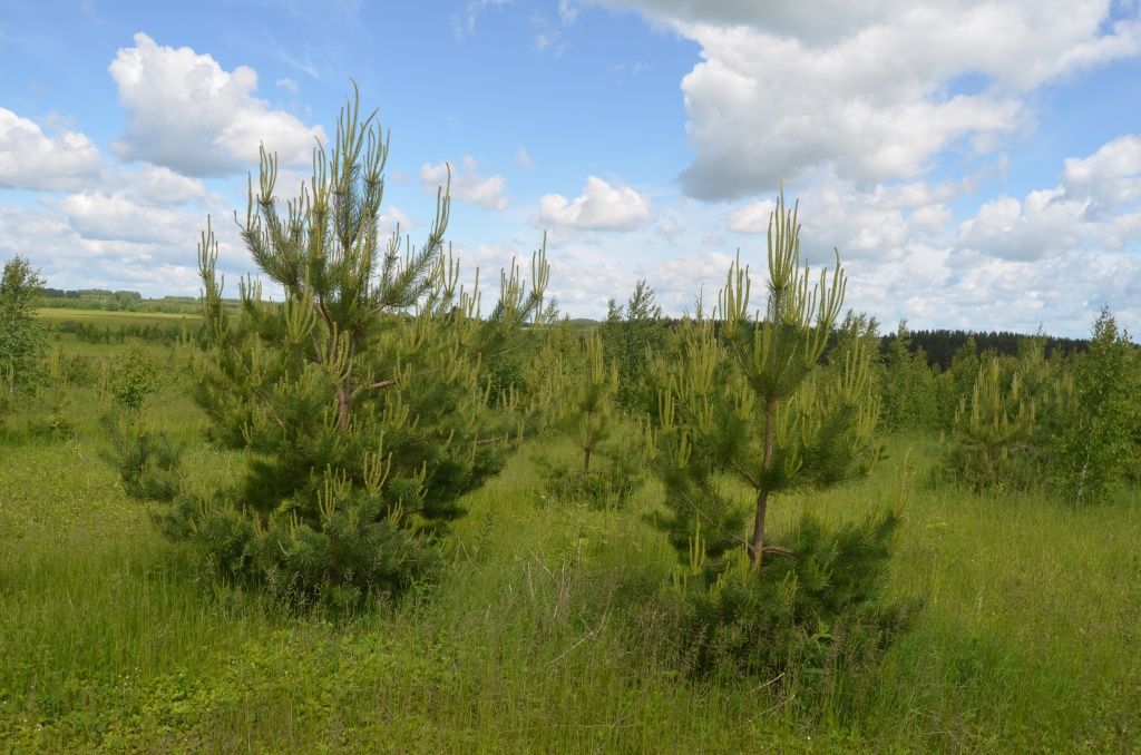 Бывшее поле густо затянуло молодым лесом.JPG