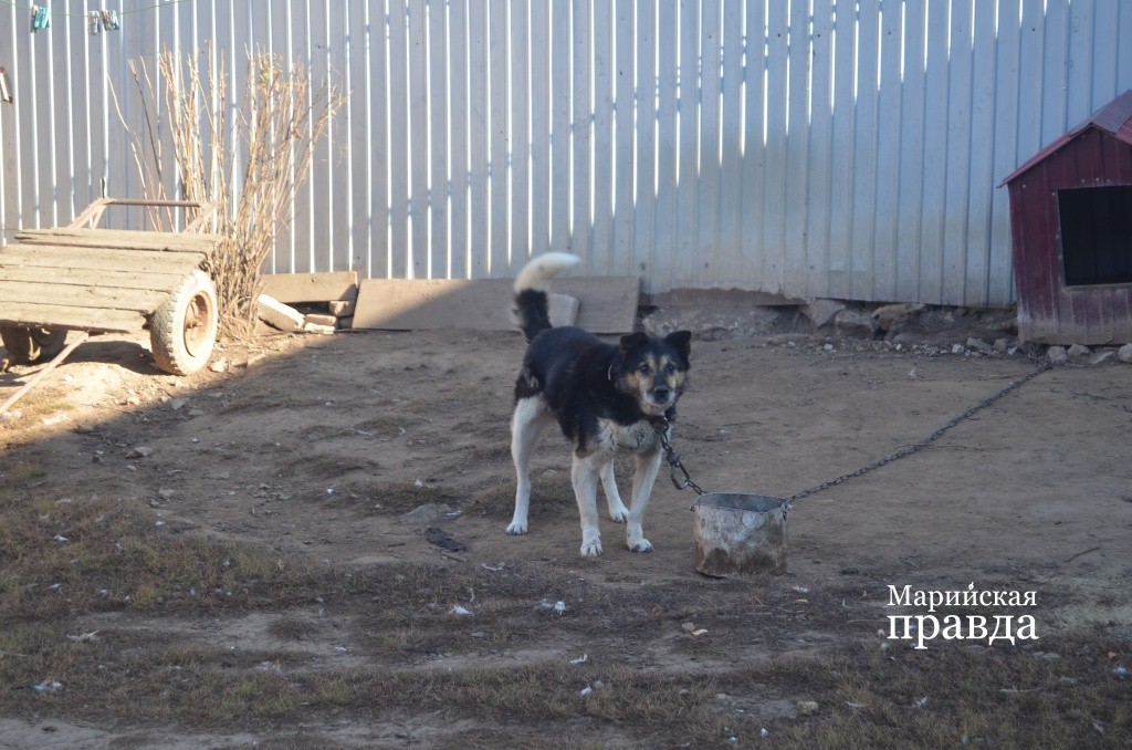 Старина Рекс надежный охранник..jpg