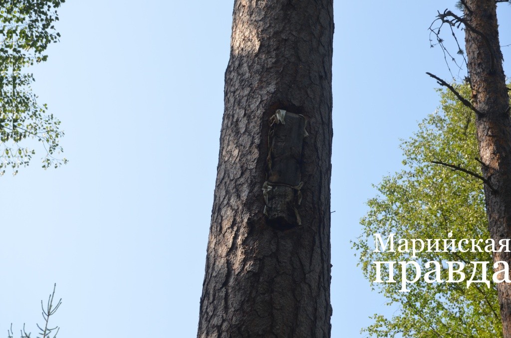 Так выглядит борть..jpg