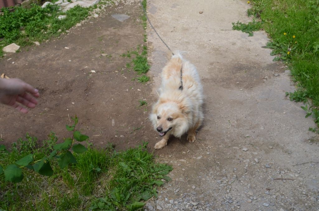 Сторожит усадьбу песик по кличке Цезарь, малнький. но сердитый.JPG