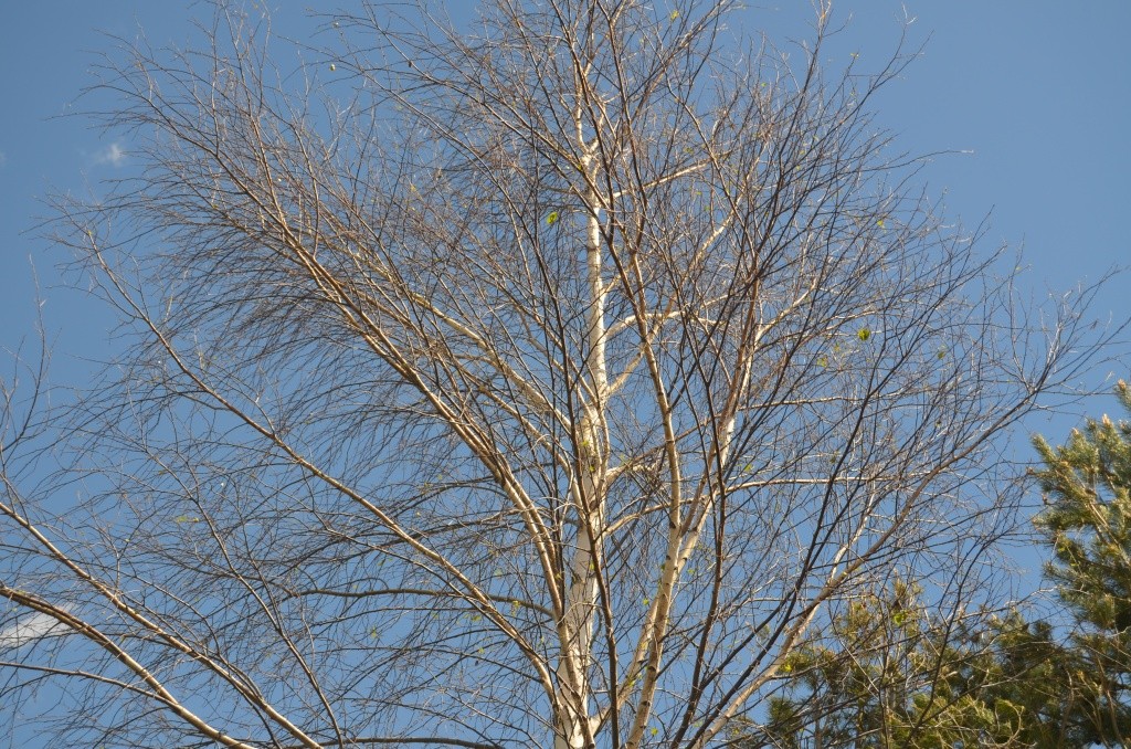 Эта береза объедена майскими жуками, но после гусениц шелкопряда она выглядела бы точно также .JPG