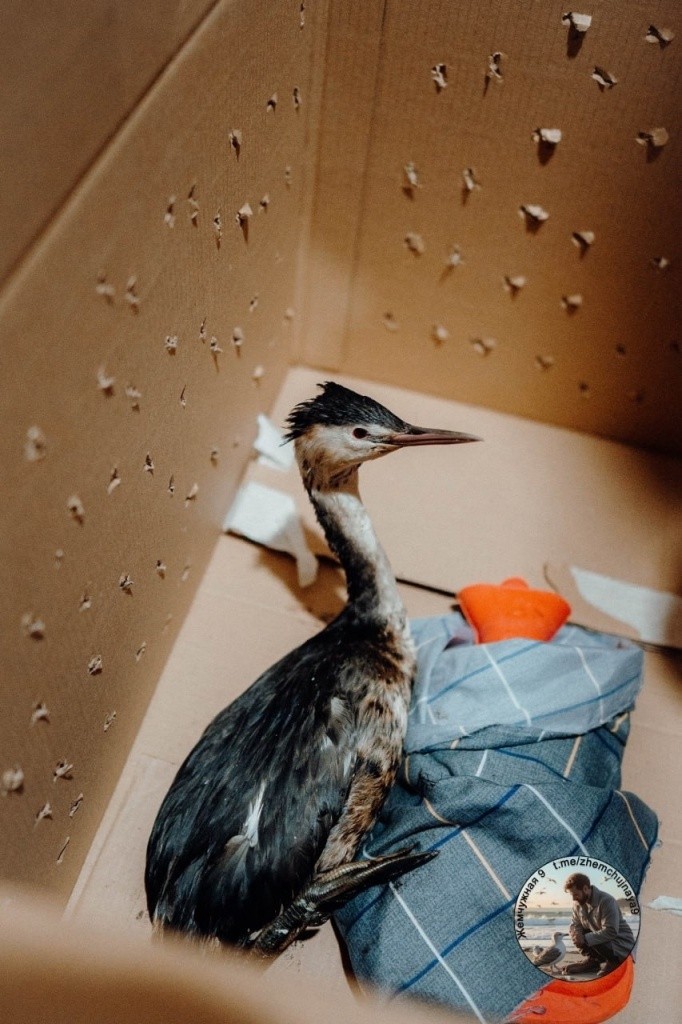 птица.jpg птица.jpg