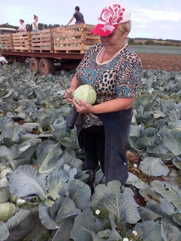 Капусту рубят.jpg
