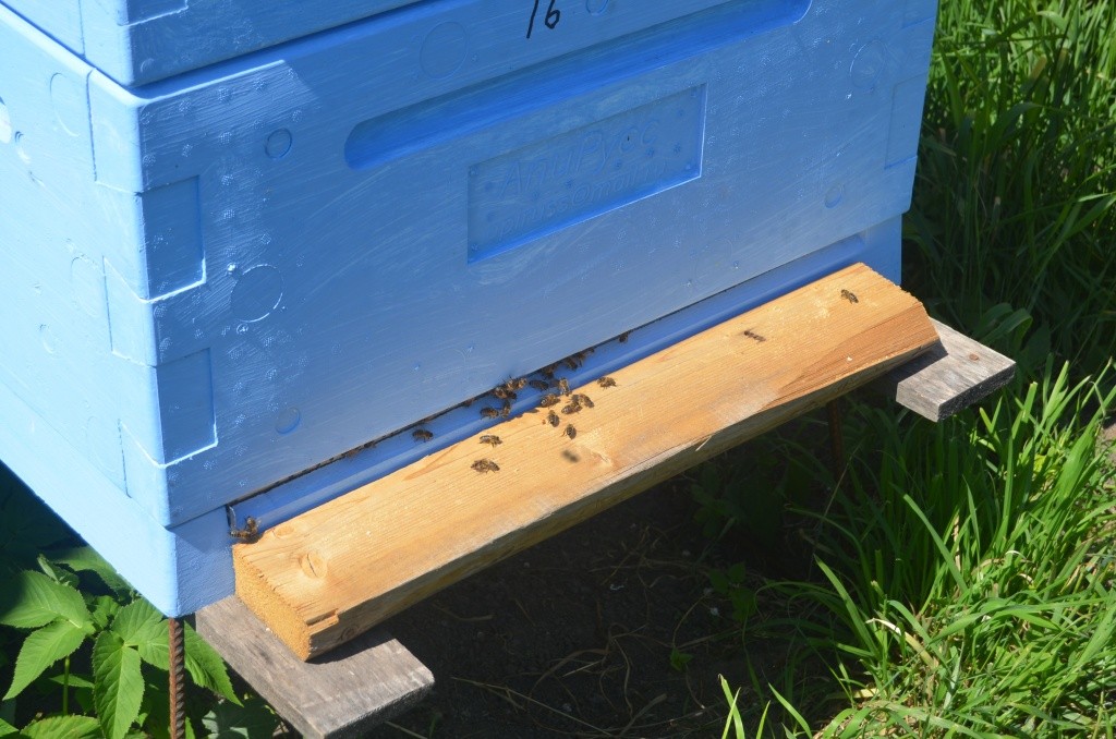 Пчелы известные труженицы.JPG