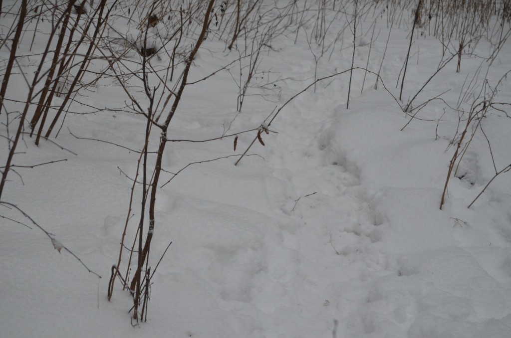 Кабаны передвигаются по одним и тем же маршрутам и набивают целые тропы.jpg