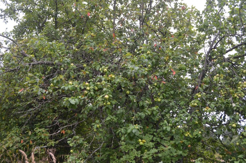Яблони уже много лет не знают, что такое обрезка и формирование кроны.JPG