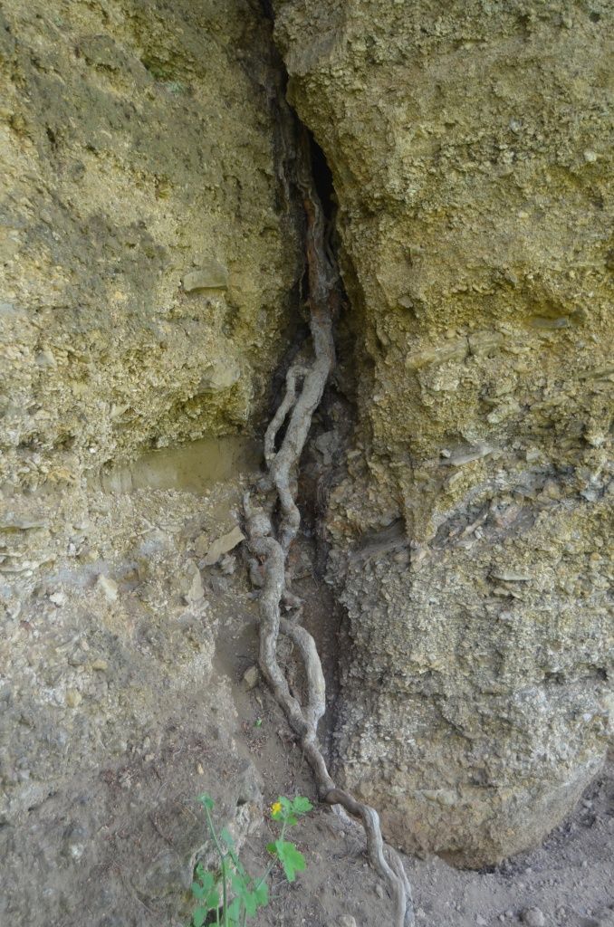 Корни растущих на склоне деревьев пробиваются даже сквозь толщу песчаника.JPG