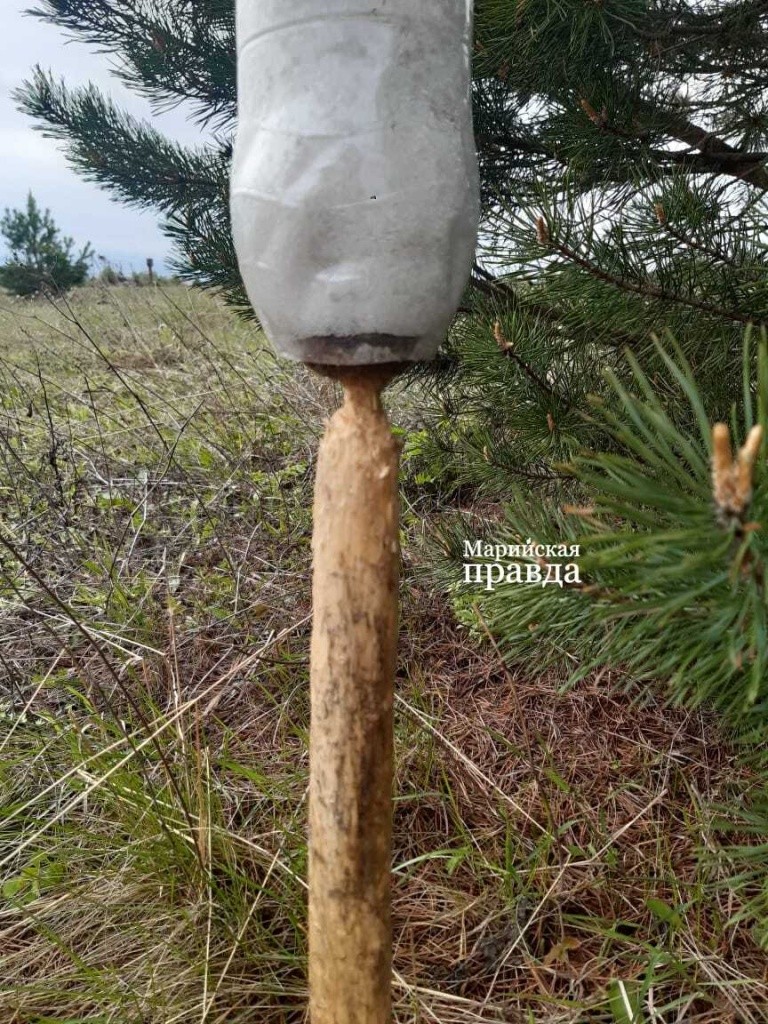 Солонец - подтаявшая соль стекает вниз и зайцы ее слизывают 1.jpg